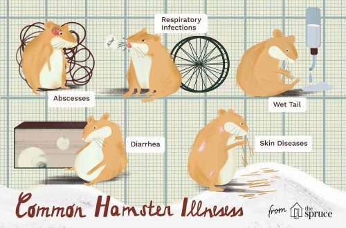How do you know if a hamster is sick?