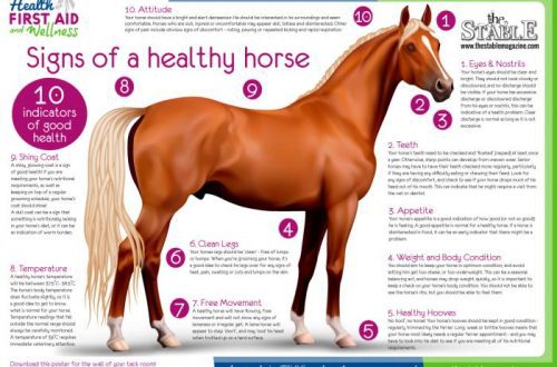 How do you know if a horse is healthy?
