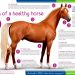 How to determine the load level of the horse