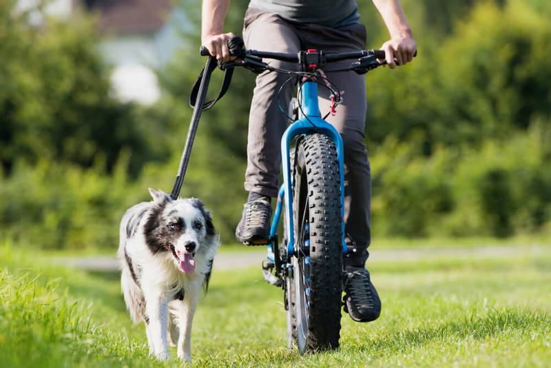 How do you prepare for cycling with your dog?