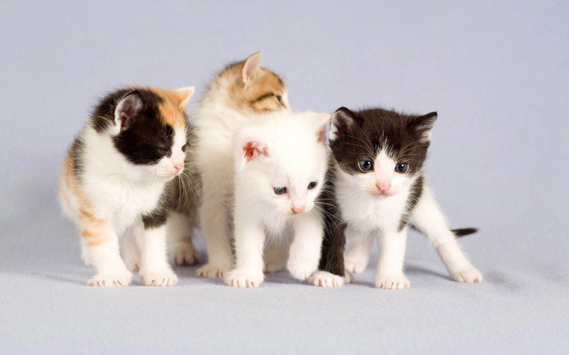 How does a cat take care of kittens?