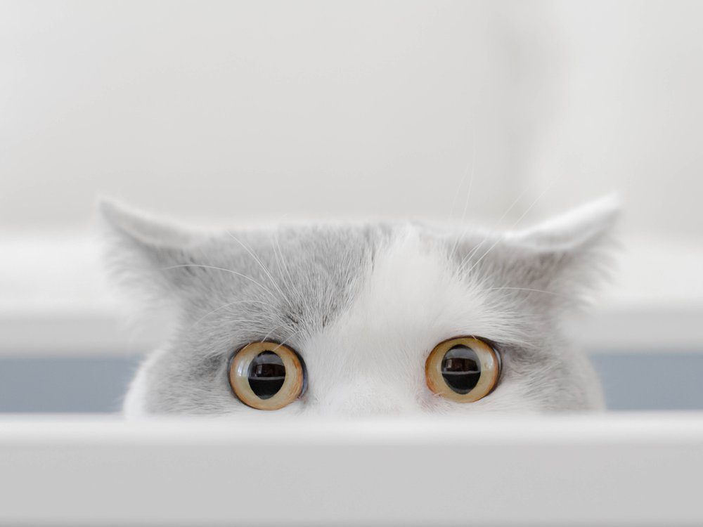 How does a cat who cannot see live?