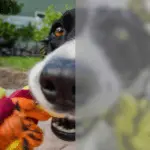 How does a dog see?