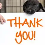 How does a dog thank you?