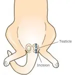 How does castration affect the behavior of cats?