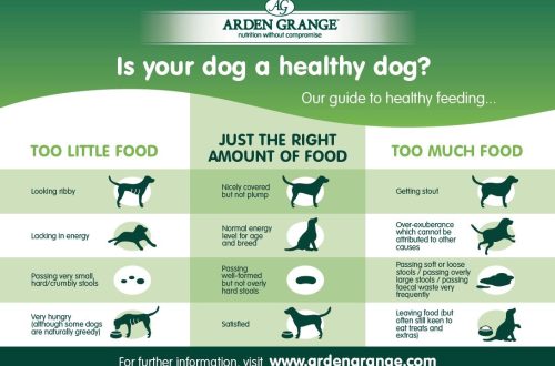 How does dog behavior depend on feeding?