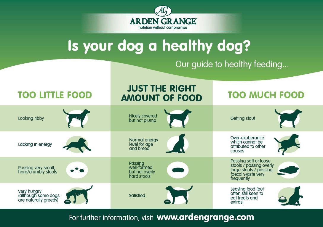 How does dog behavior depend on feeding?