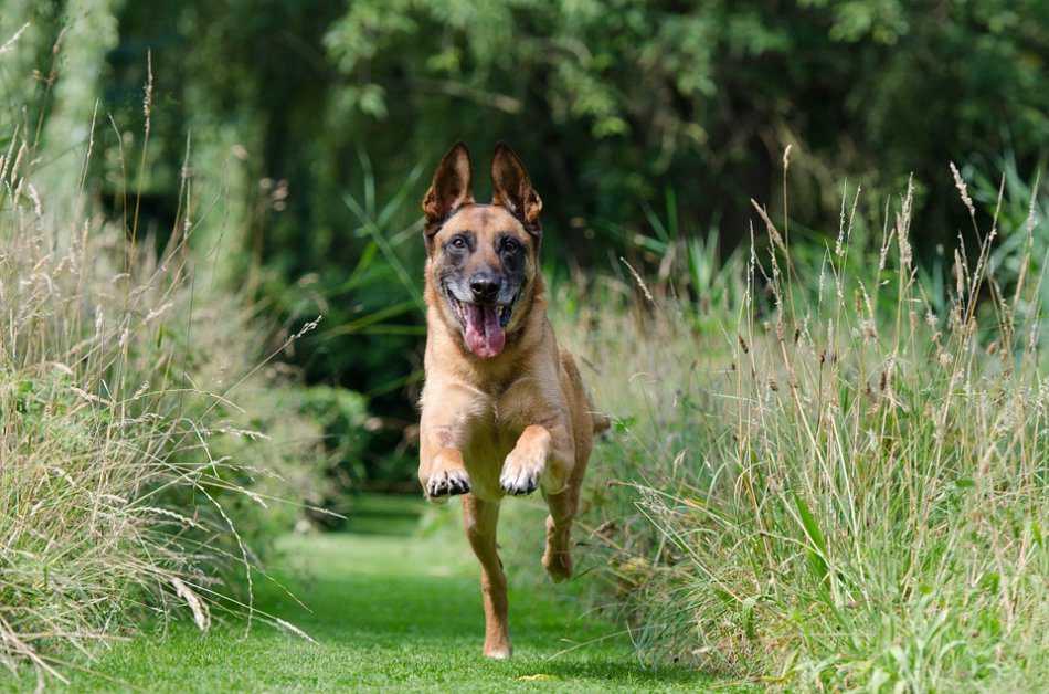 How does dog temperament affect training?