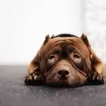 How does dog temperament affect training?