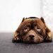 My dog ​​is not left alone at home! Separation anxiety in dogs