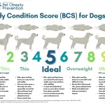 How does owner behavior relate to dog obesity?