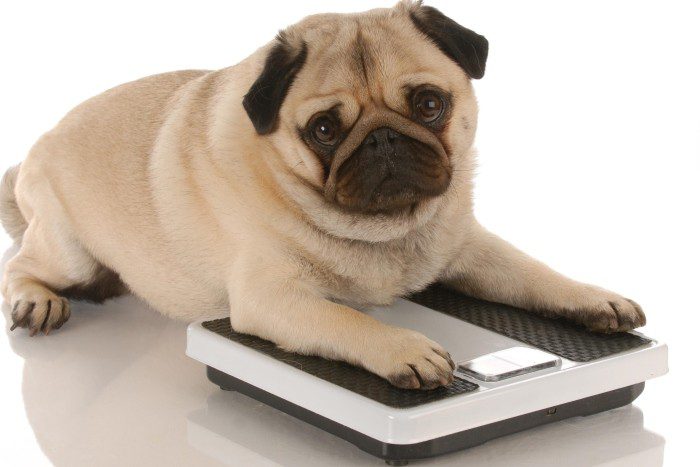 How does owner behavior relate to dog obesity?