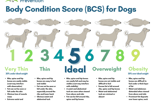 How does owner behavior relate to dog obesity?