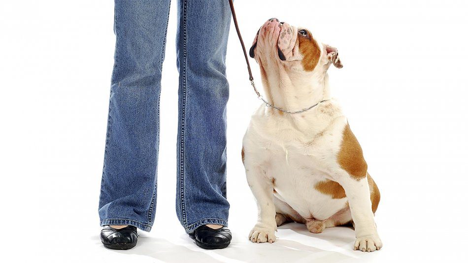 How does the owners emotions affect dog training?