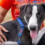 How dogs help overcome life’s difficulties