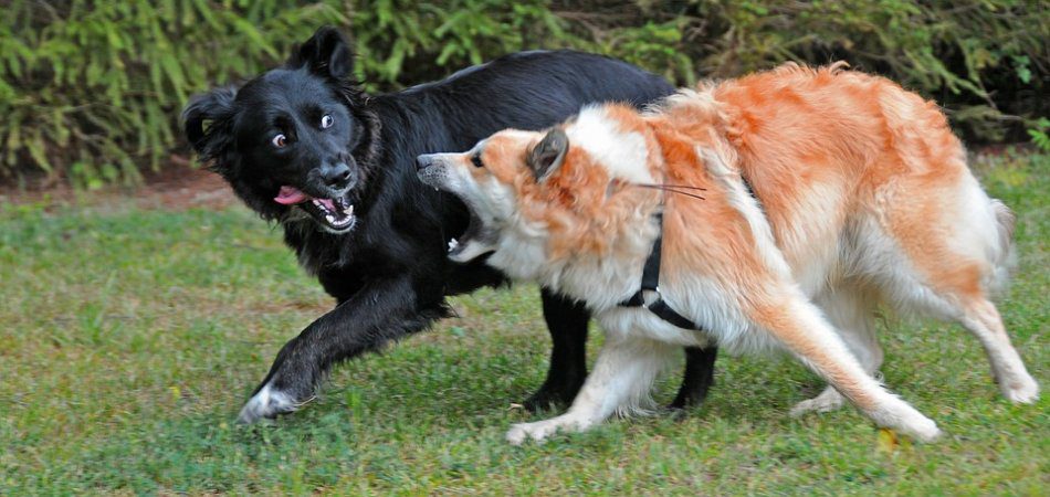 How dogs learn from each other