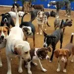 How dogs learn from each other