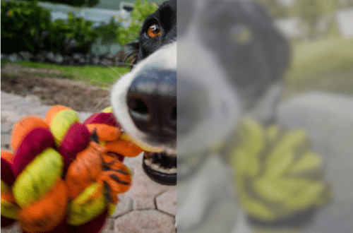 How dogs see our world and in what colors. Photo examples