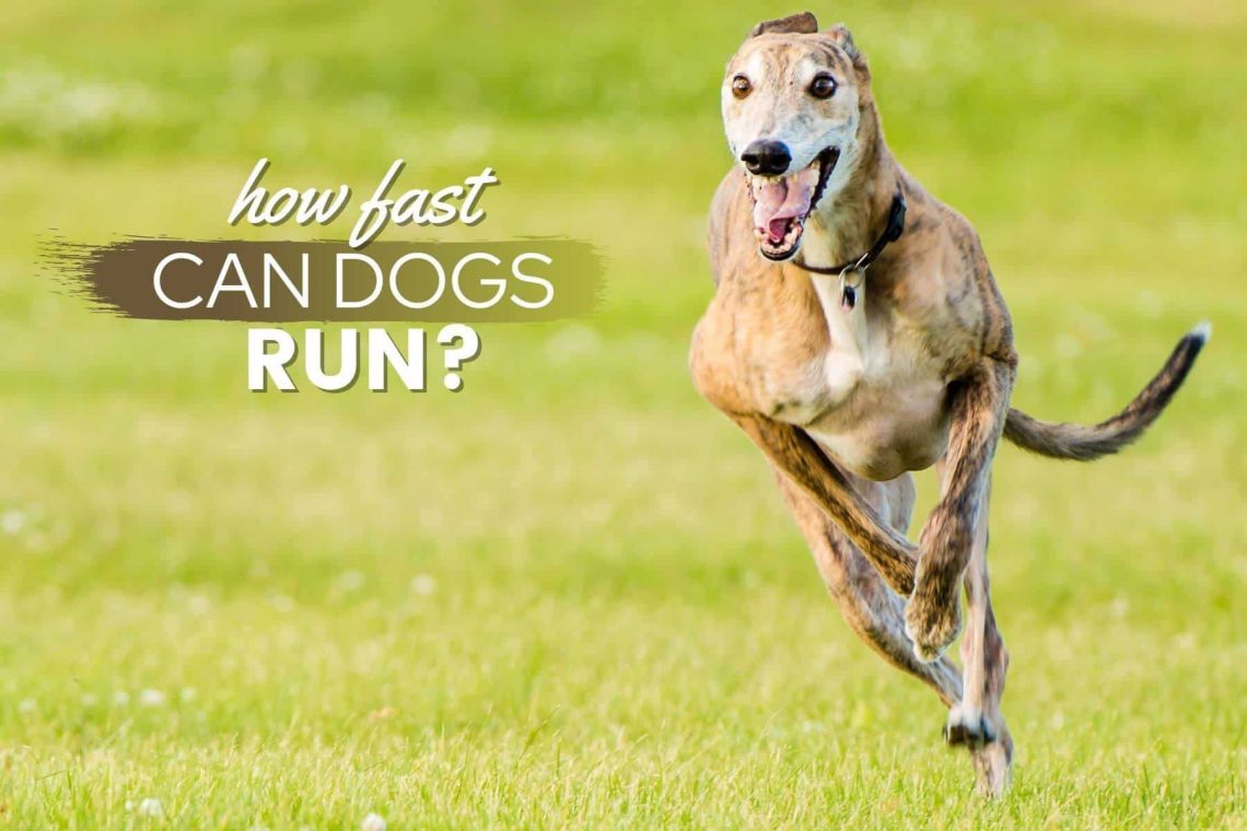 How fast do dogs run?