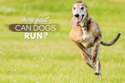 How fast do dogs run?