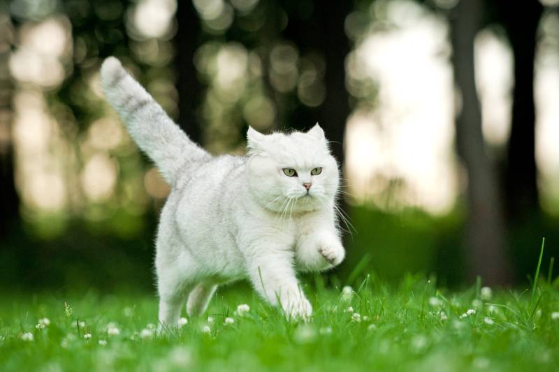 How fast do domestic cats run?