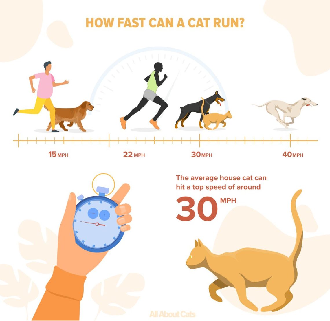 How fast do domestic cats run?