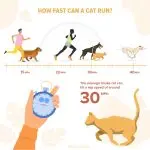 How fast do domestic cats run?