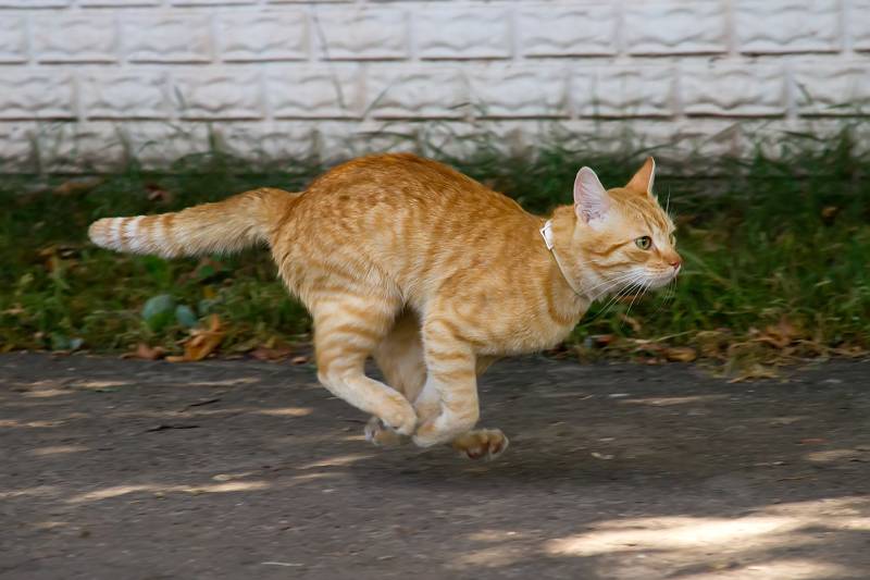 How fast do domestic cats run?