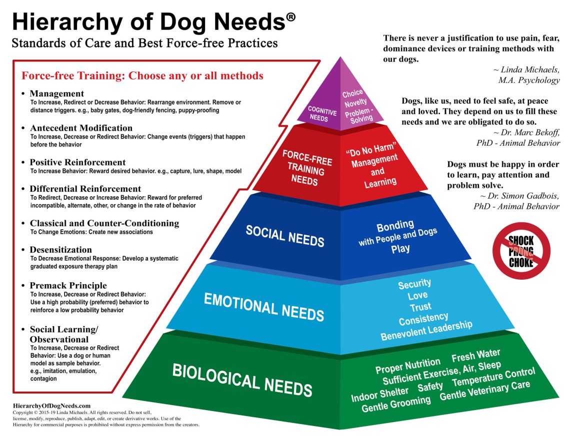 How hierarchical status is formed in dogs