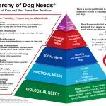 How hierarchical status is formed in dogs