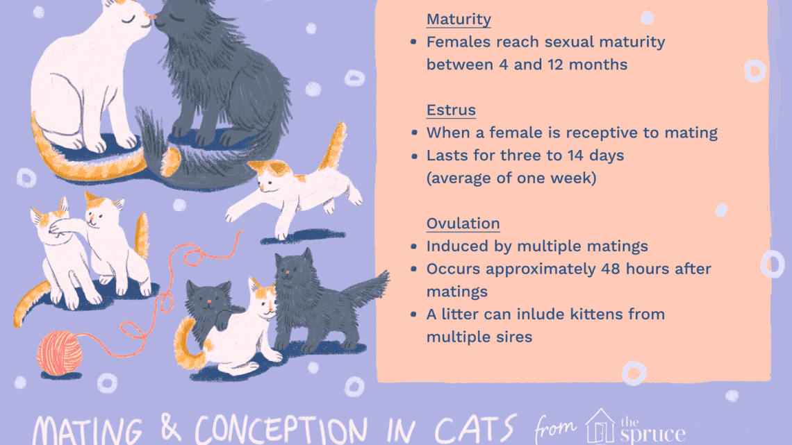 How is the mating of cats?