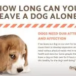 How long can a dog stay alone