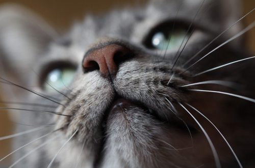 How long do cats and cats live? Conditions, recommendations, breeds