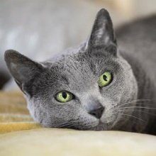 How long do cats and cats live? Conditions, recommendations, breeds