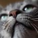 Characters of cats: types, temperaments, examples of breeds