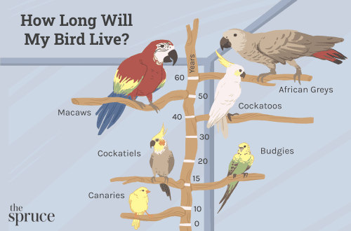 How long do parrots live at home?