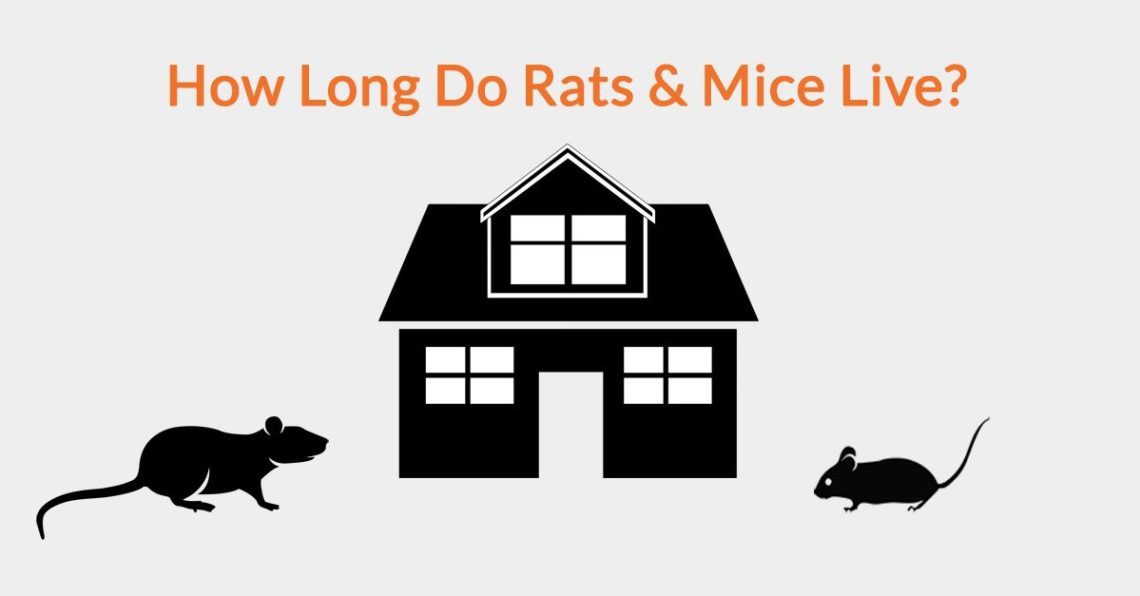 How long do rodents live?