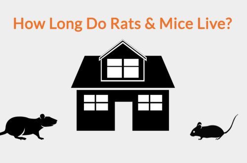 How long do rodents live?