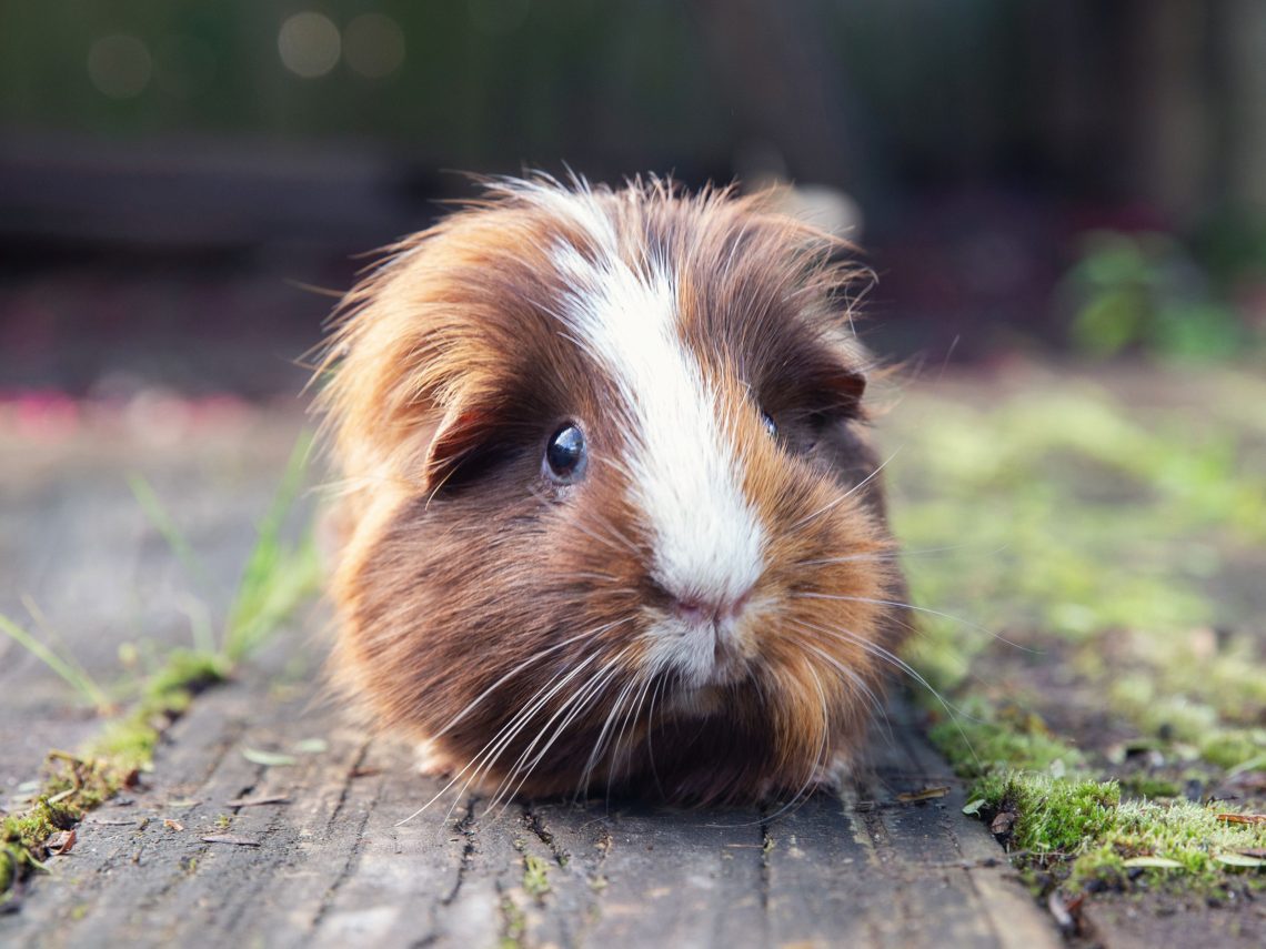 How long does a guinea pig live?