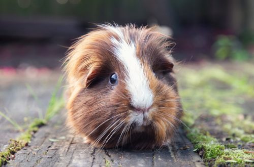 How long does a guinea pig live?