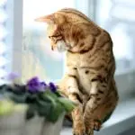 How many days can a cat be left alone?