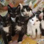 How many kittens can a cat give birth at a time?