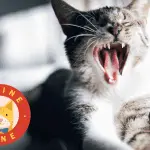 How many teeth does a cat have?