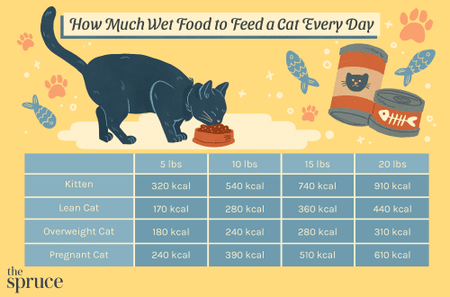 How many times a day should you feed your cat?