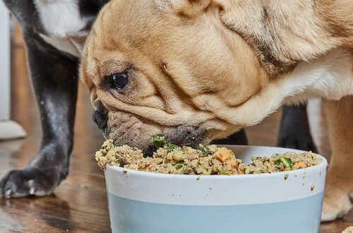 How many times a day should you feed your dog?