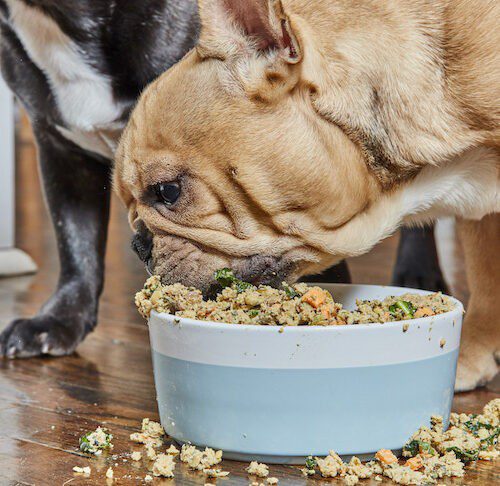 Koliko puta dnevno treba da hranite svog psa?