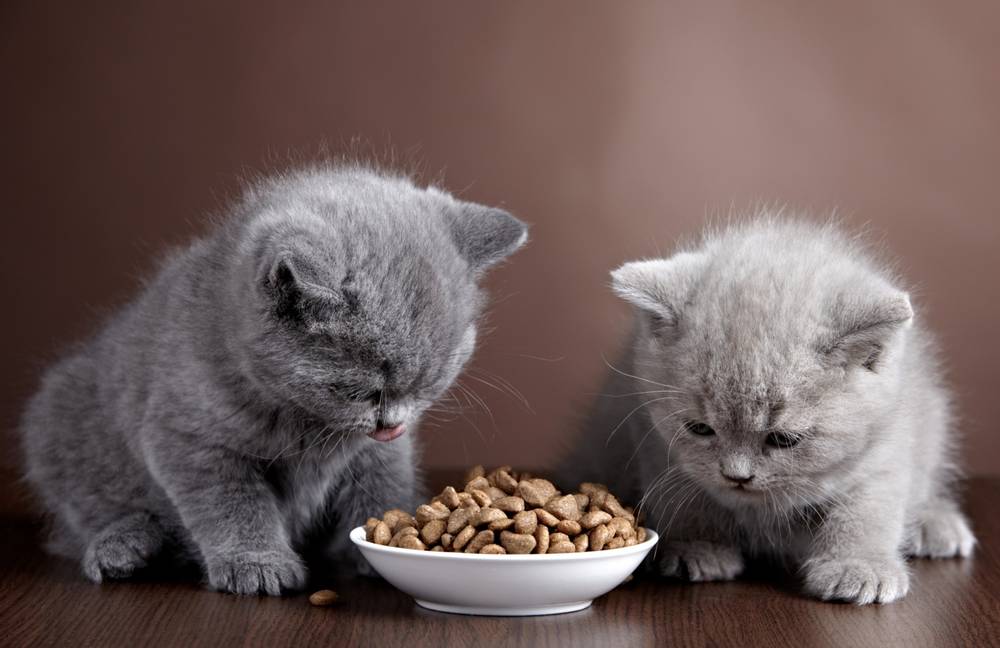 How many times a day to feed a kitten?