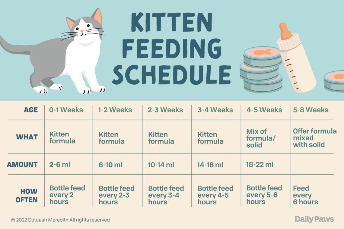 How many times a day to feed a kitten?