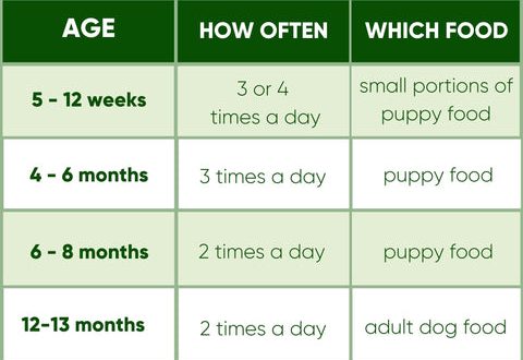 How many times a day to feed a puppy?
