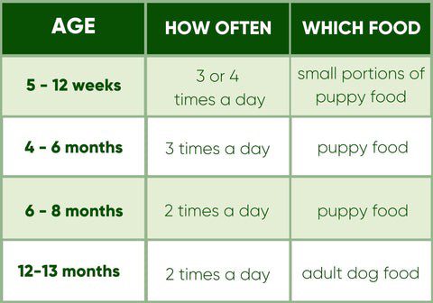 How many times a day to feed a puppy?
